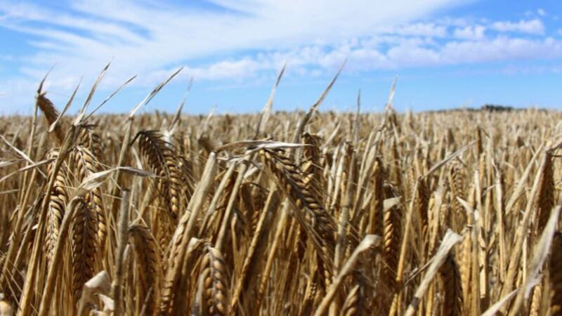 中国减少从澳大利亚进口大麦，但是澳大利亚很幸运很快就找到了替代的买家沙特阿拉伯，所以大麦并没有受中国制裁影响。(路透社)