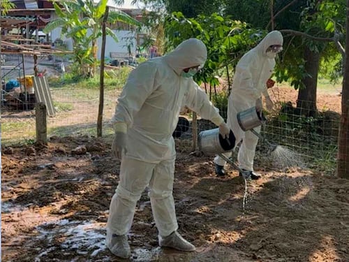 កម្ពុជាបិទការនាំចូលសត្វ និងផលិតផលសាច់ពីប្រទេសថៃដើម្បីទប់ស្កាត់ការរាលដាលជំងឺឈាមខ្មៅ