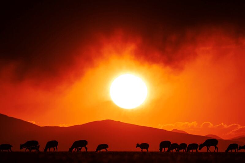 Pregnant Tibetan antelopes are seen at sunset in Qiangtang National Nature Reserve in western China's Tibet Autonomous Region, June 16, 2024. (Fei Maohua/Xinhua via Getty Images)