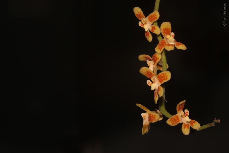 This undated photo released by World Wildlife Fund shows the recently discovered and critically endangered leafless orchid, Chiloschista quangdangii, that is only found near one village in northern Vietnam.