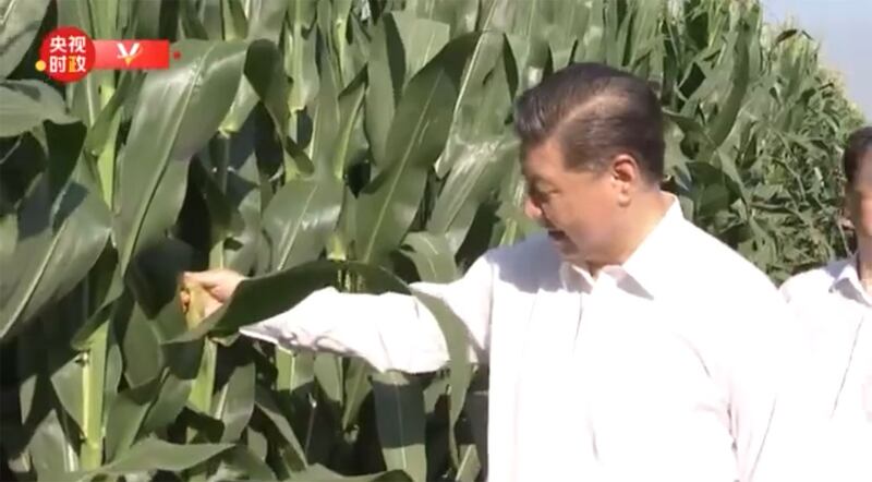 2020年7月22日,习近平站立在玉米地旁。(视频截图)