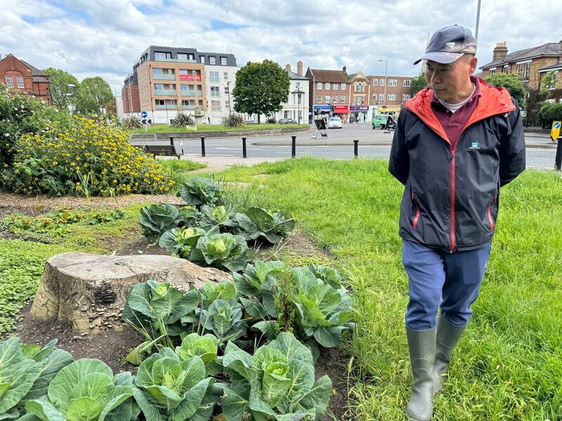 新马尔登街景一角,黄如荣巡视公共花圃上的高丽菜(香港称椰菜)生长。(摄影/洪雅芳)